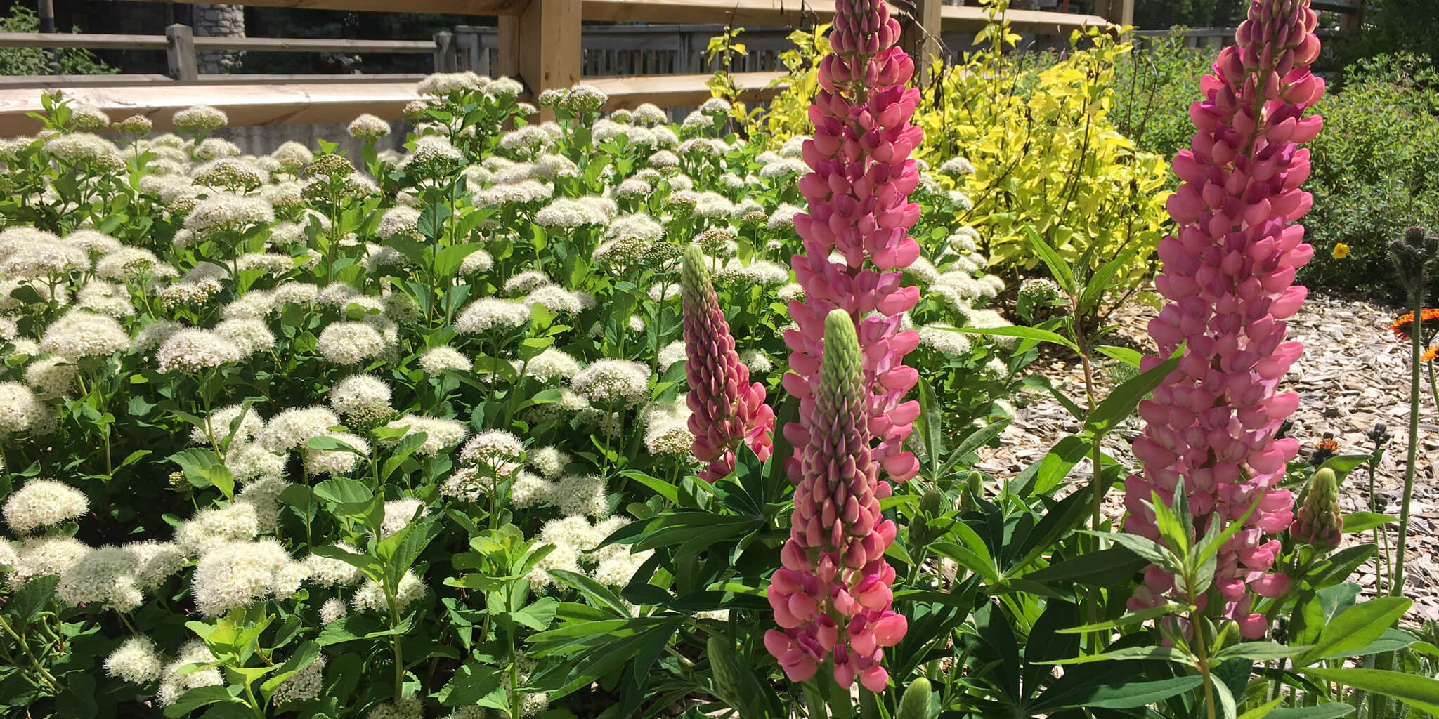 Été 4